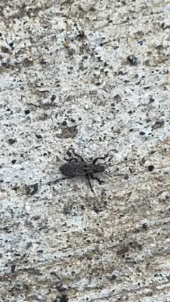 Sitona californius thumbnail 2
