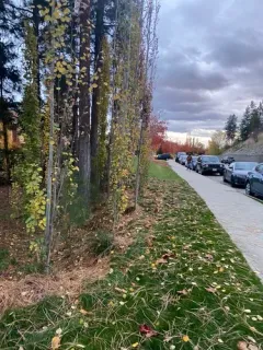 European aspen thumbnail 3