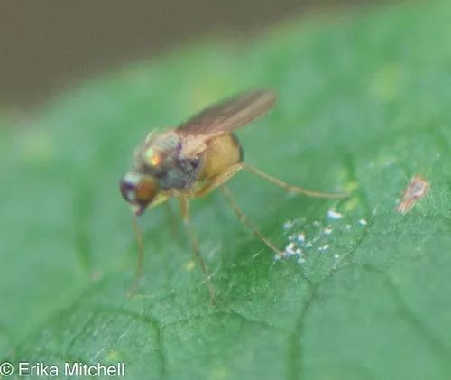 Chrysotimus delicatus