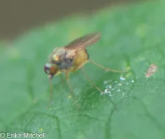 Chrysotimus delicatus thumbnail 1