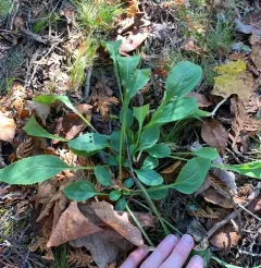 cut-leaf goldenrod thumbnail 3