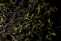 Ryszard's Racomitrium Moss thumbnail 3