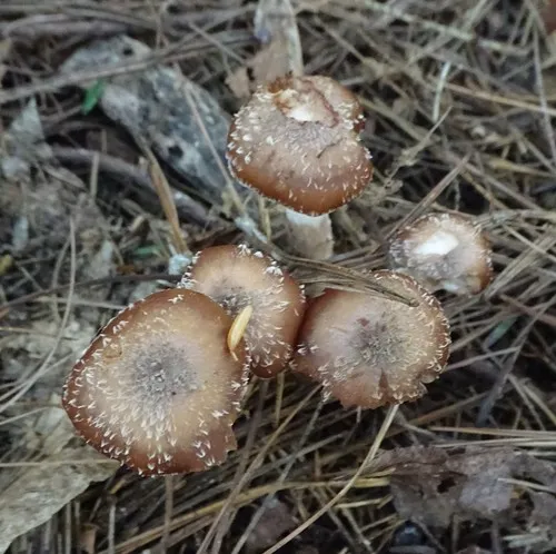 Bulbous Honey Fungus