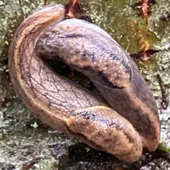 Reticulate Taildropper thumbnail 3