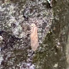 Chilenocaecilius ornatipennis thumbnail 2
