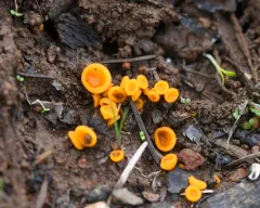 Pulvinula convexella thumbnail 2