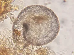 Lesquereusia spiralis thumbnail 3