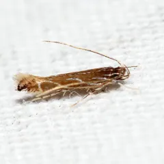 Tanygona lignicolorella thumbnail 3