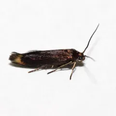 Scythris basilaris thumbnail 3