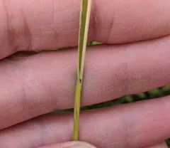 Spike-oat thumbnail 3