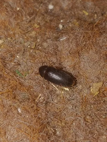 Dermestes nidum
