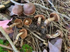 Pelargonium webcap thumbnail 4
