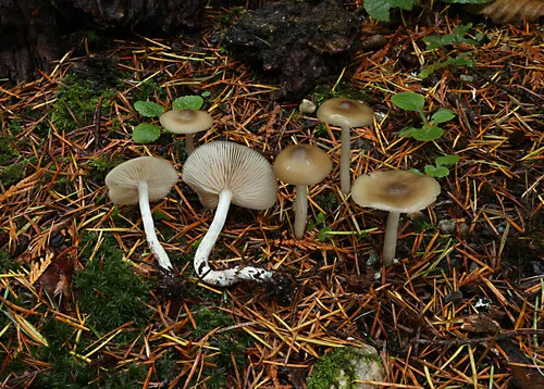 Entoloma sericatum