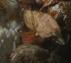 Grunt Sculpin thumbnail 2