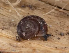 Forest Disc thumbnail 3