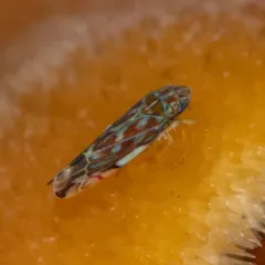 Wounded Leafhopper thumbnail 2