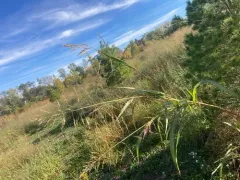 Johnson grass thumbnail 3
