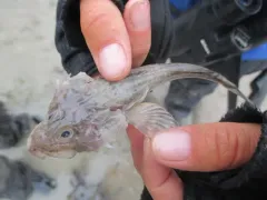 Fourhorn Sculpin thumbnail 4