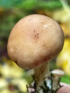 Rhodocybe nuciolens thumbnail 2