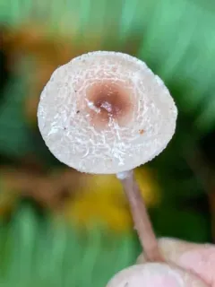 Lepiota castaneidisca thumbnail 3