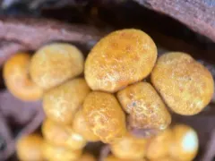 Crucibulum parvulum thumbnail 1