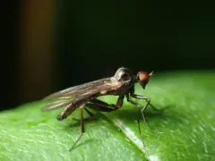 Hoplocyrtoma procera thumbnail 1