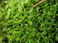 Timmiella crassinervis thumbnail 3