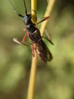 Necydalis diversicollis thumbnail 3