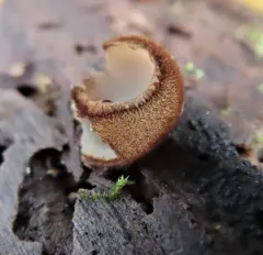 Brown-haired White Cup thumbnail 2