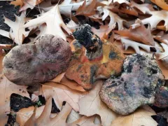 Liver Bolete thumbnail 3