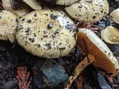sticky scalycap thumbnail 2