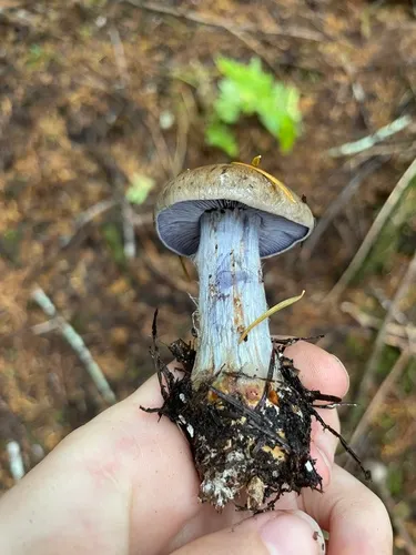 Thaxterogaster riederi