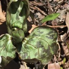 prairie trillium thumbnail 1