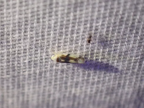 Empoa scripta
