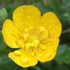 Creeping buttercup thumbnail 2