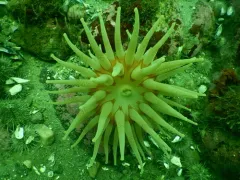 Cribrinopsis similis thumbnail 2