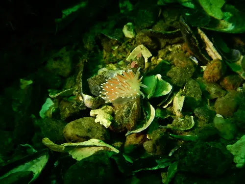 Coryphella nobilis