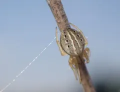 Marsh Orbweaver thumbnail 1