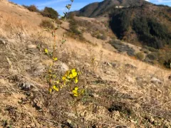Oregon western rosinweed thumbnail 4