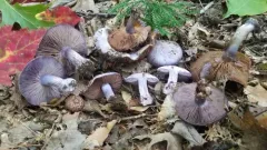 Thaxterogaster porphyropus thumbnail 1