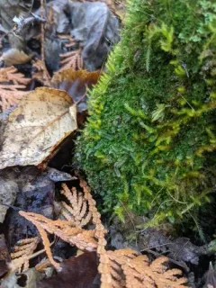 Meylan's Pouchwort thumbnail 2