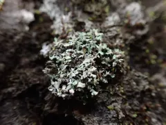 Branching Fringe Lichen thumbnail 2