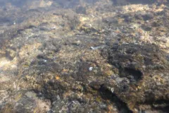 Borax Lake Rams-horn thumbnail 3