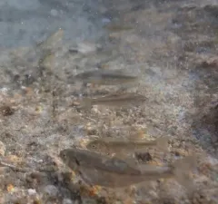 Borax Lake Chub thumbnail 2