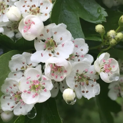 common hawthorn