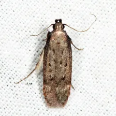 Gelechia albisparsella thumbnail 3