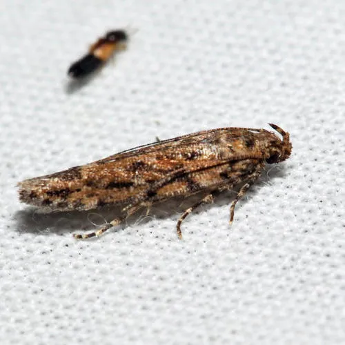 Symmetrischema pallidochrella