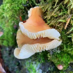 Oak-loving Gymnopus thumbnail 3