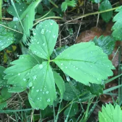 Virginia strawberry thumbnail 2