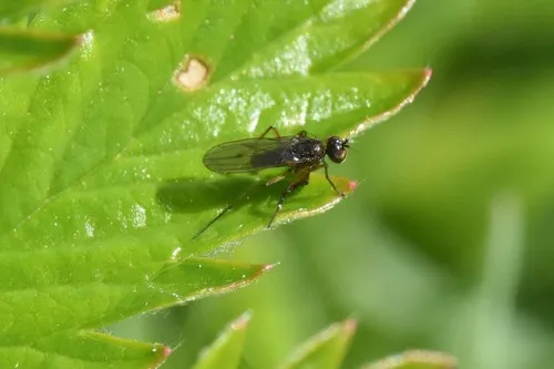 Campsicnemus philoctetes